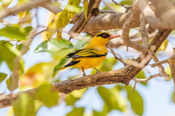 African Golden-Oriole