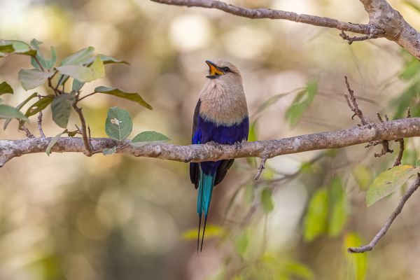 Blue-bellied Roller