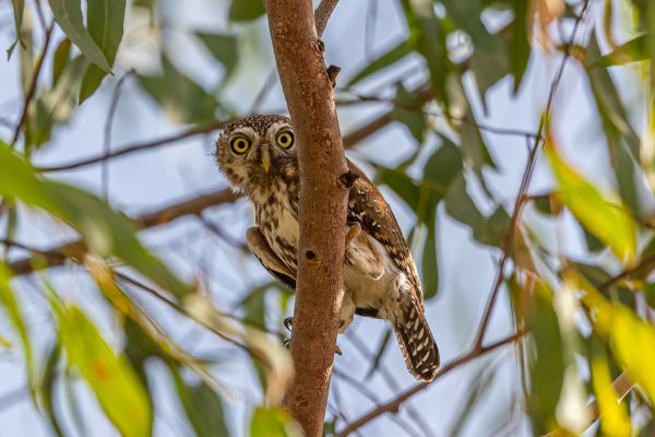 Pearl-spotted Owlet