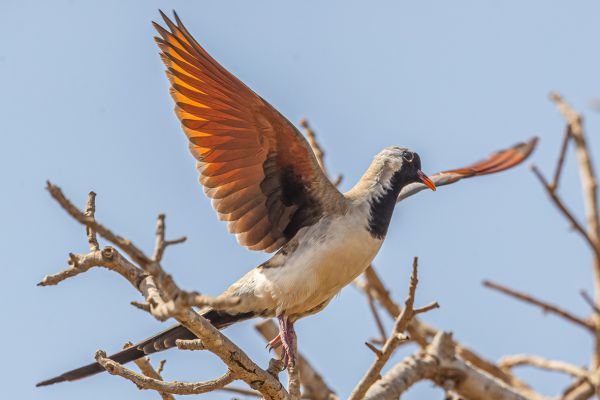 Namaqua Dove