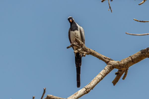 Namaqua Dove