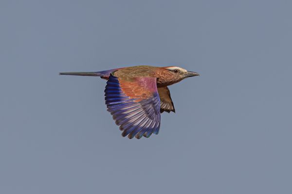  Rufous-crowned Roller