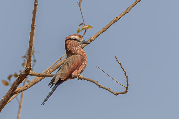  Rufous-crowned Roller