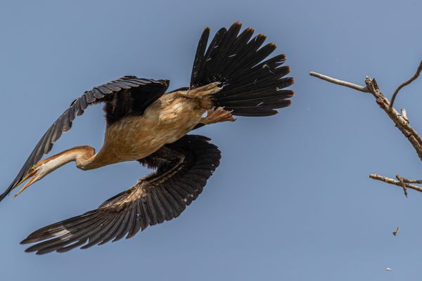 African Darter