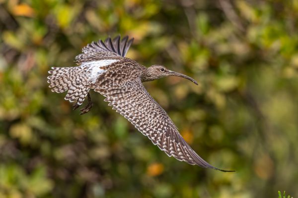 Whimbrel