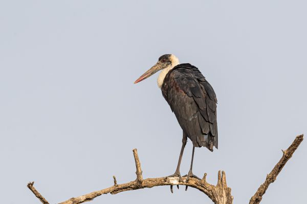  Woolly-necked Stork