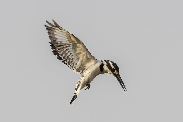 Pied Kingfisher