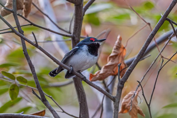  Brown-throated Wattle-eye
