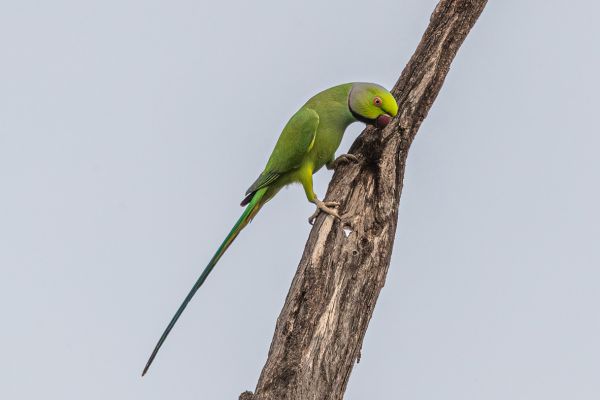Rose-ringed Parakeet