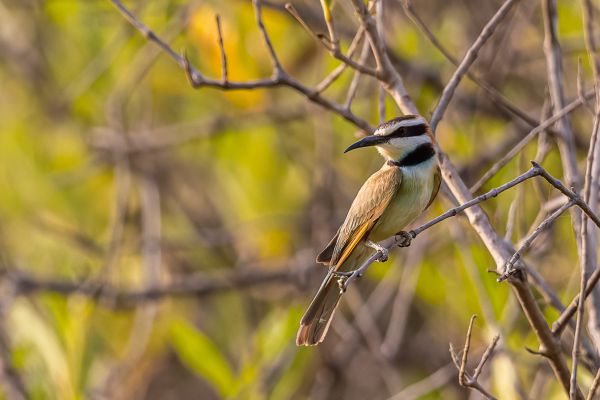 White-throated Bee-eater