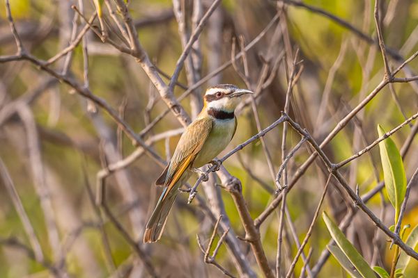 White-throated Bee-eater