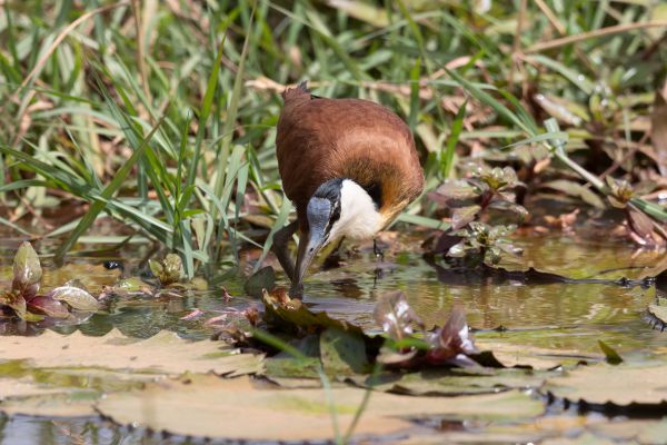 African Jacana