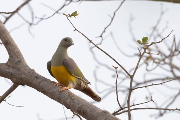 Bruce's Green-Pigeon