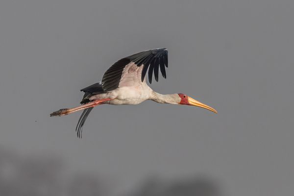 Yellow-billed Stork