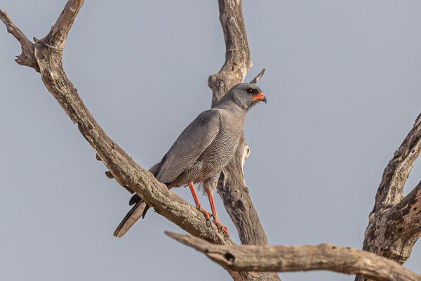 Dark Chanting-Goshawk