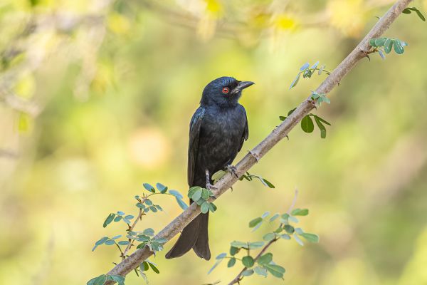 Fork-tailed Drongo