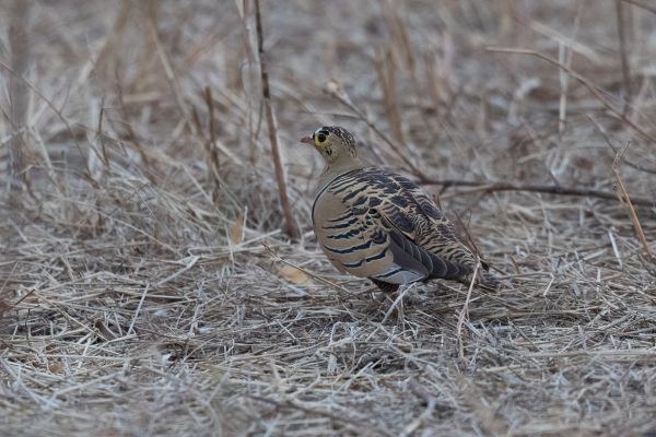 Four-banded Sandgrouse