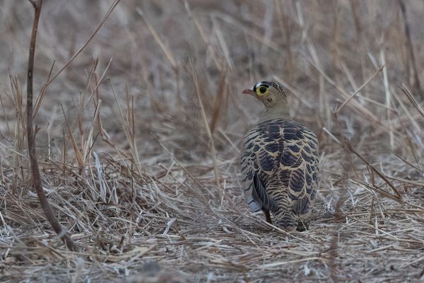 Four-banded Sandgrouse