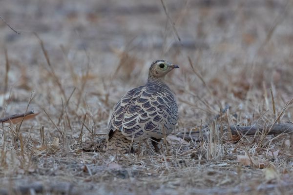 Four-banded Sandgrouse