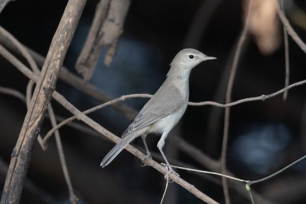 Western Olivaceous Warbler