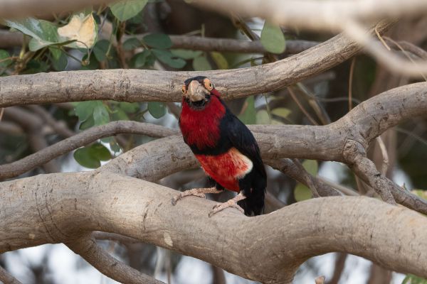 Bearded Barbet