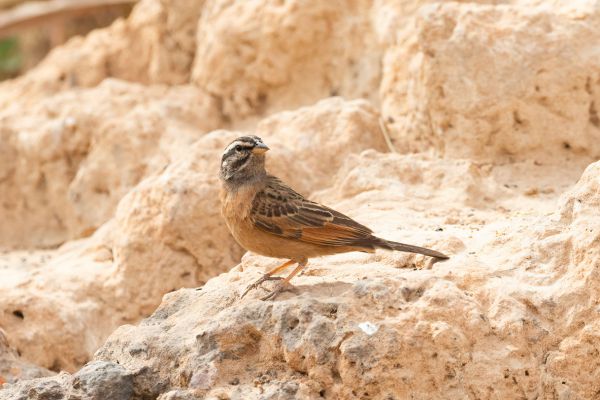 Cinnamon-breasted Bunting