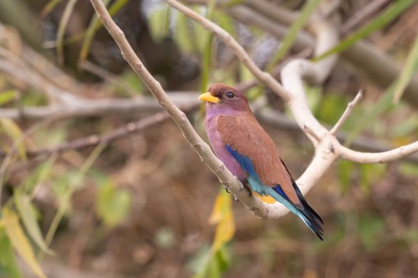 Broad-billed Roller