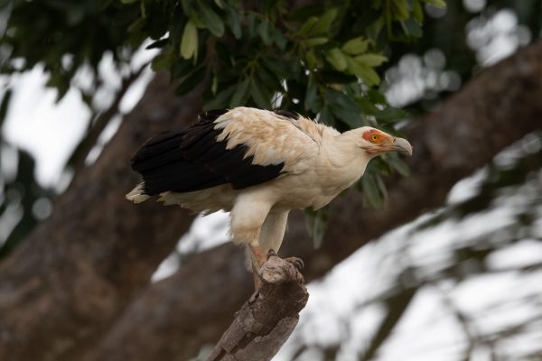 Palm-nut Vulture