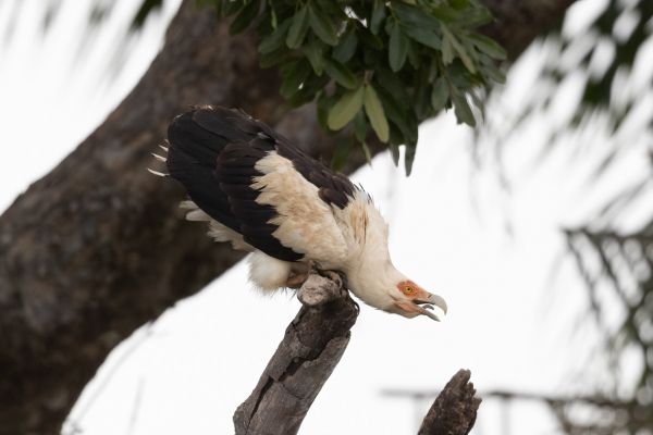 Palm-nut Vulture