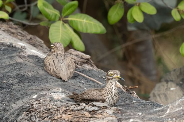  Senegal Thick-knee