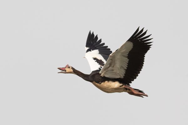  Spur-winged Goose