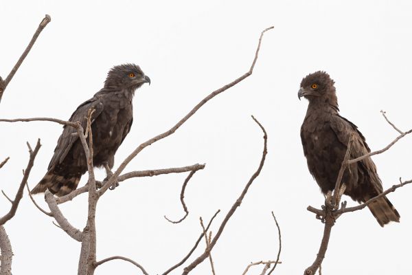 Brown Snake-Eagle