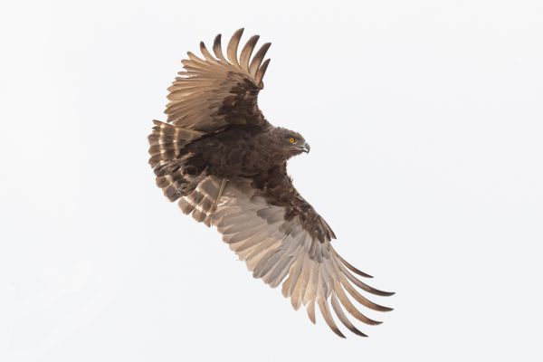 Brown Snake-Eagle