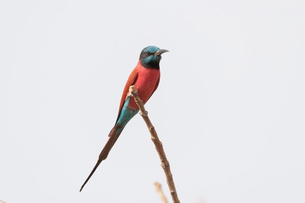 Northern Carmine Bee-eater