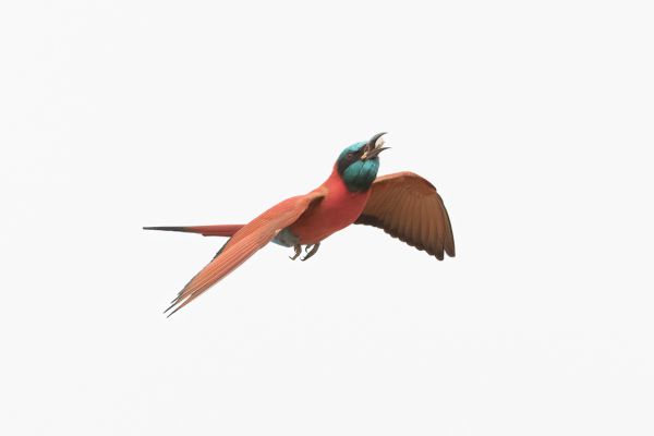 Northern Carmine Bee-eater