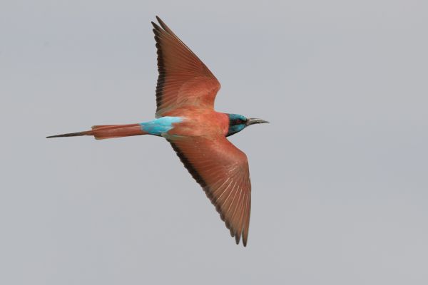 Northern Carmine Bee-eater