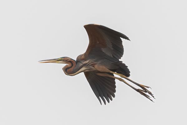 Goliath Heron