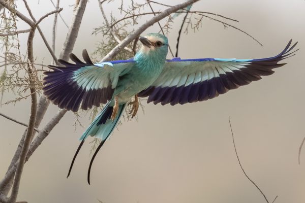 Abyssinian Roller