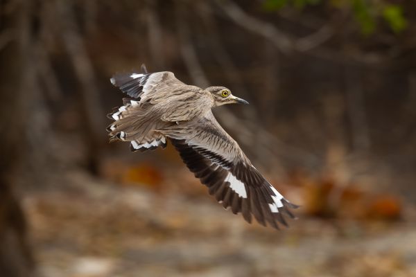 Senegal Thick-knee