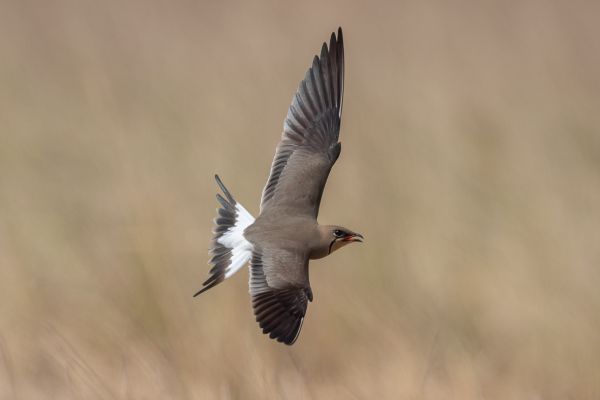 Collared Pratincole