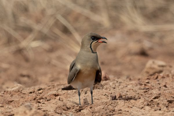 Collared Pratincole
