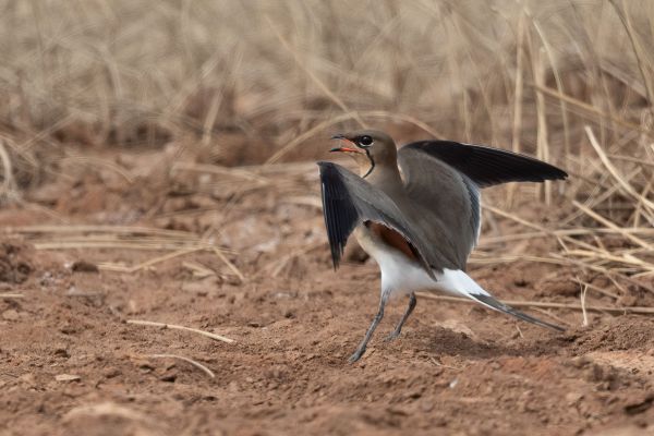 Collared Pratincole
