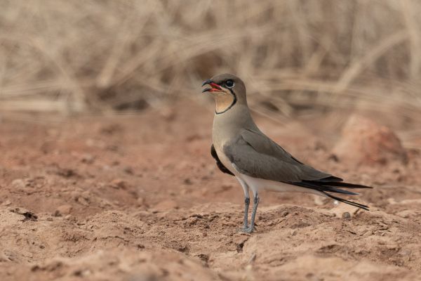 Collared Pratincole