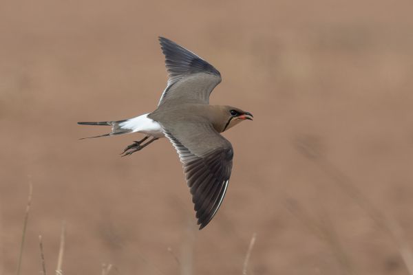 Collared Pratincole