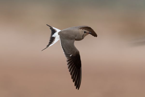 Collared Pratincole
