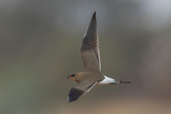 Collared Pratincole
