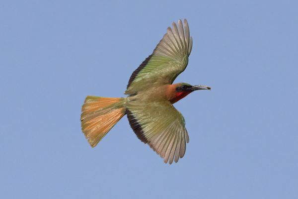 Red-throated Bee-eater