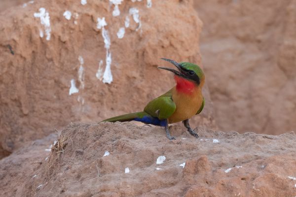 Red-throated Bee-eater