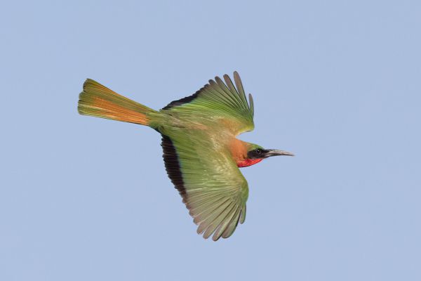 Red-throated Bee-eater