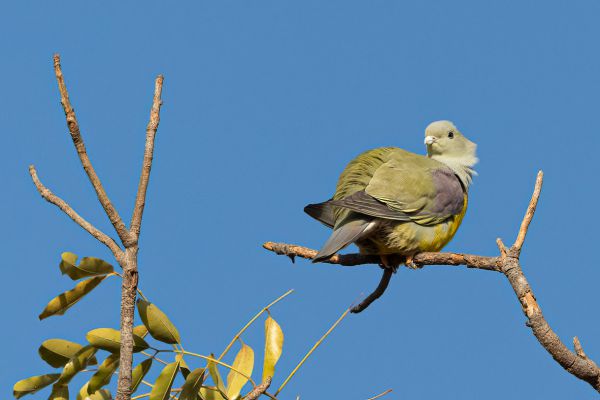 Bruce's Green-Pigeon